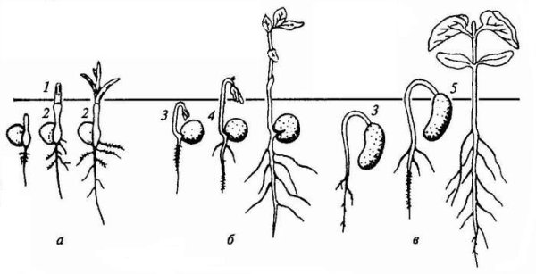 Прорастание семян гороха схема