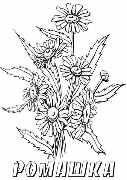 Нелекарственные растения раскраска