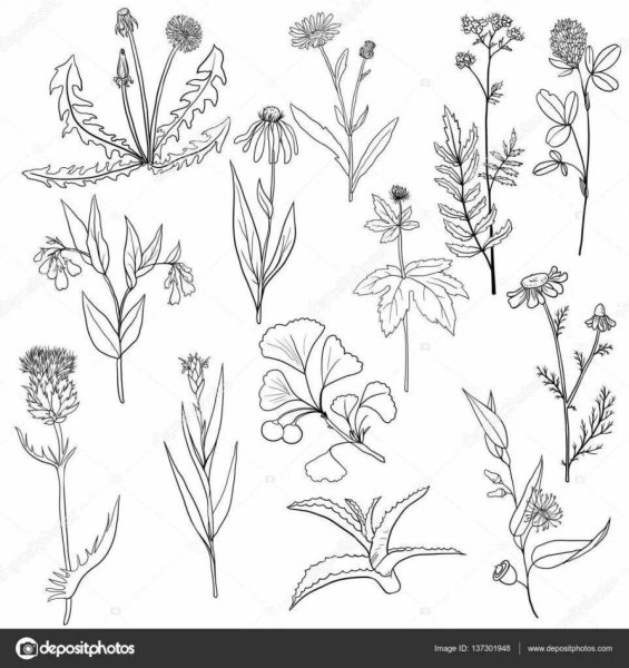 Лекарственные растения задания для детей