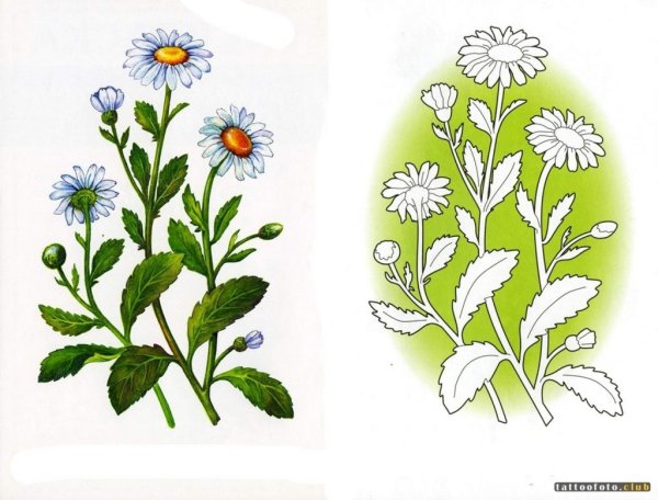 Рисунки на тему лекарственные растения