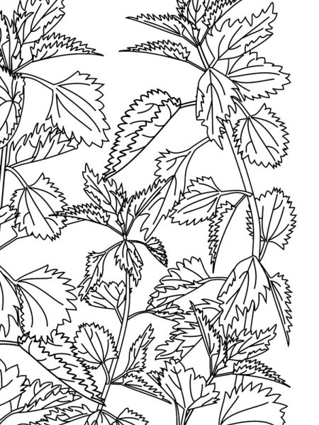 Крапива двудомная рисунок