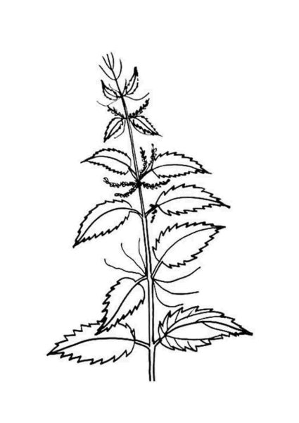 Крапива двудомная рисунок