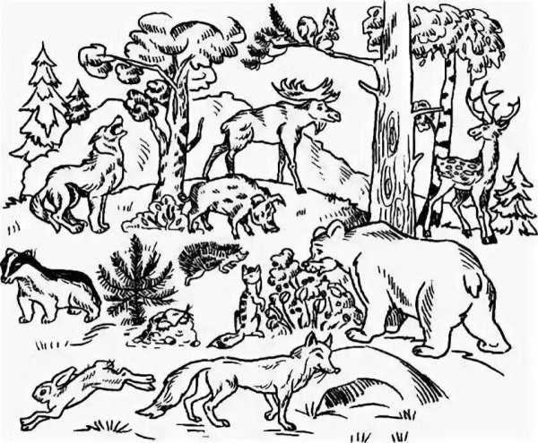 Раскраска животные в лесу для детей