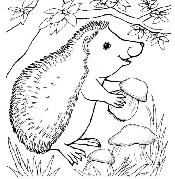 Раскраска Лесные животные