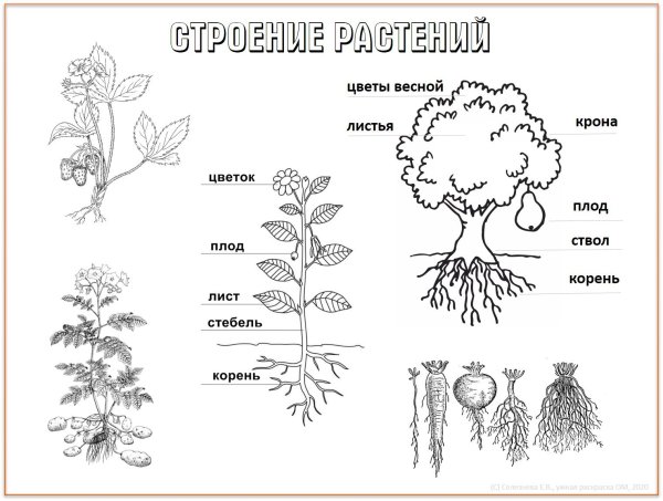 Строение растения