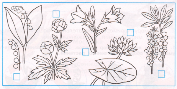 Цветы для задания по окружающему миру