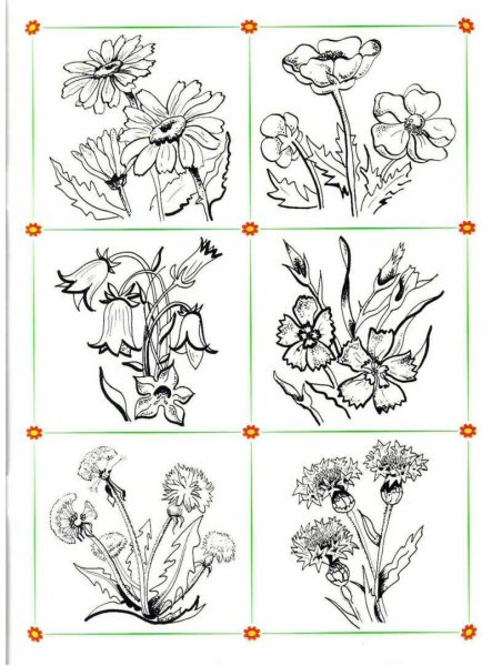 Полевые цветы задания для дошкольников