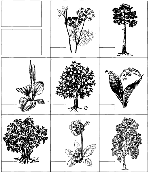 Задания для детей растения дерево куст трава