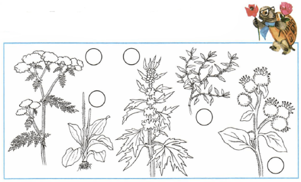 Птичья гречишка тысячелистник репейник подорожник пустырник