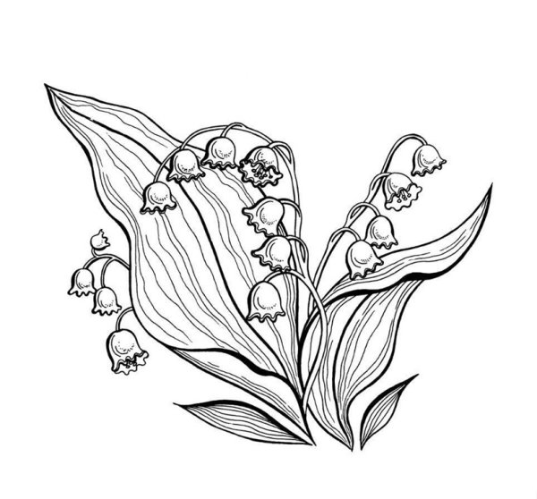 Ландыши карандашом