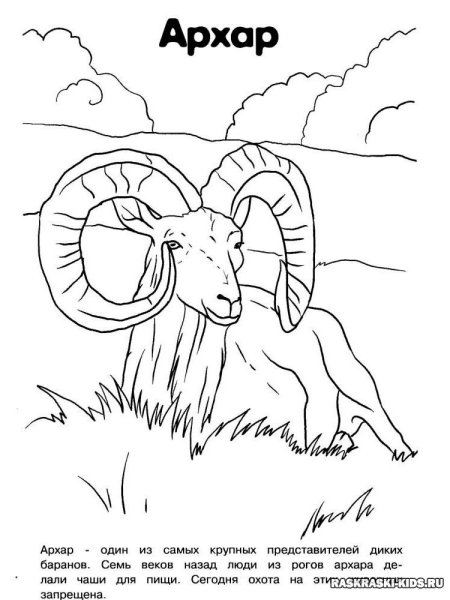 Животные красной книги России раскраска и описание