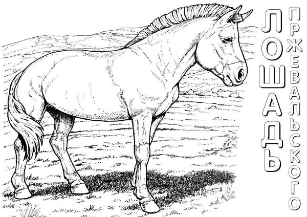 Животные красной книги раскраска