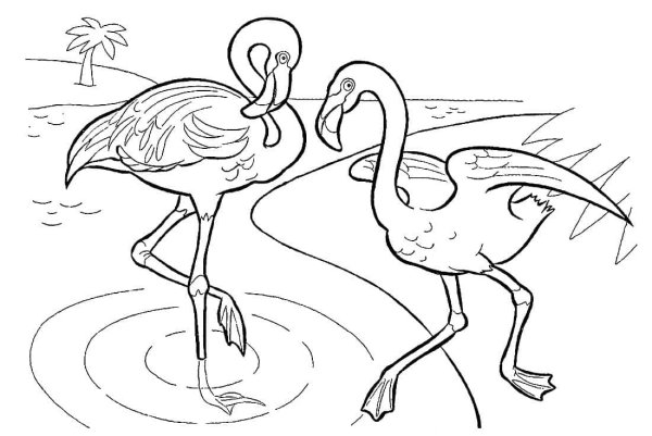 Раскраска Фламинго