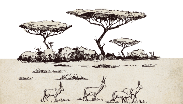 Природа Африки рисунок карандашом
