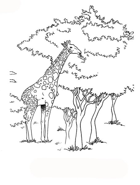 Саванна раскраска для детей
