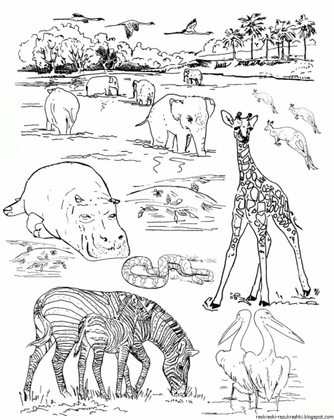 Раскраска зоопарк