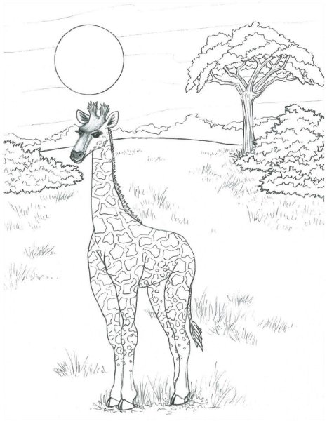 Африка карандашом