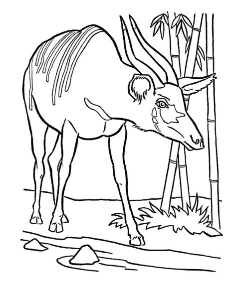 Животные саванны раскраска