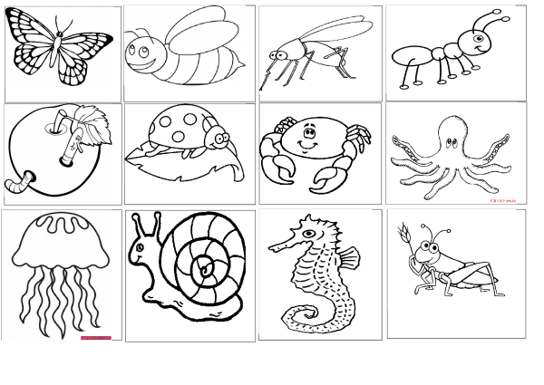 Раскраска беспозвоночных