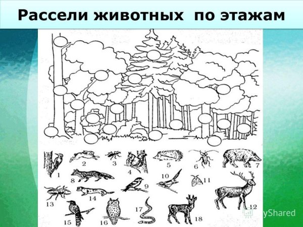 Рассели животных