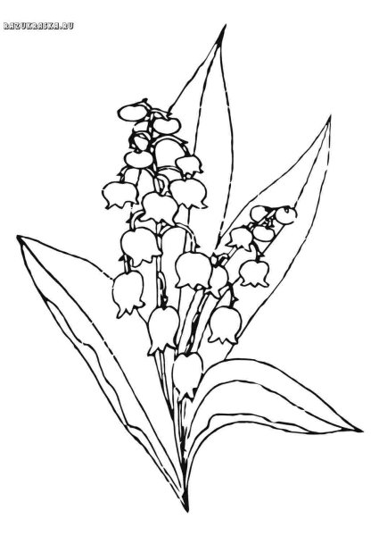 Ландыш Майский разукрашка