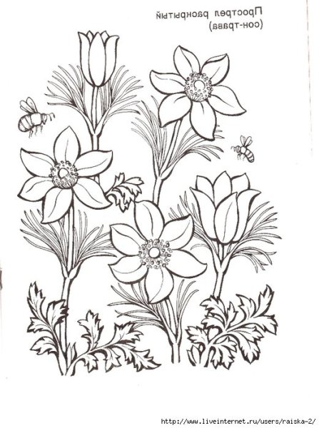 Растения России раскраска