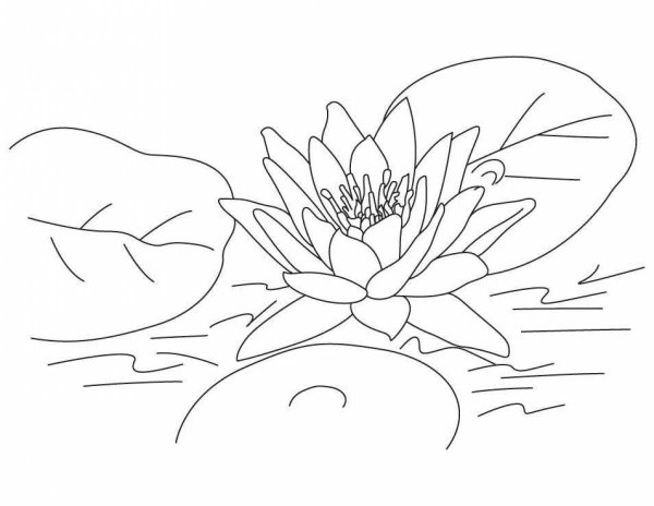 Лотос орехоносный черно-белая