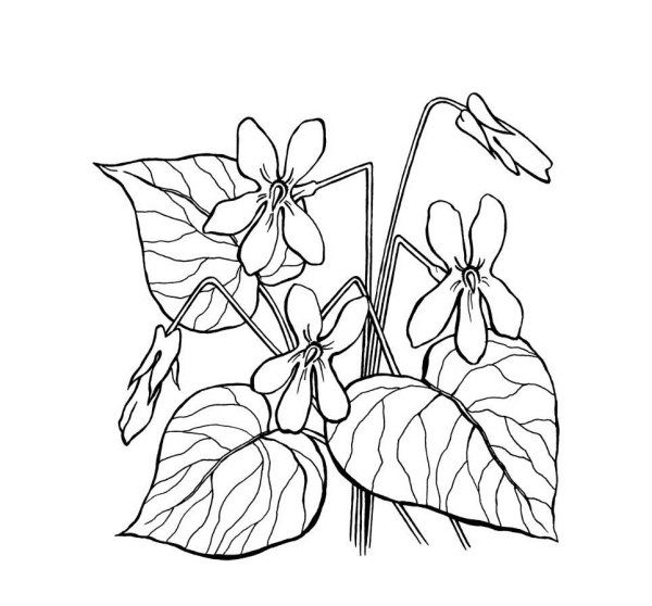 Фиалка раскраска