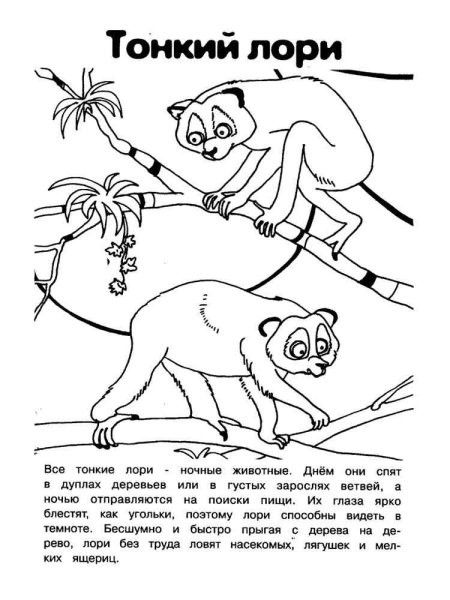 Животные красной книги раскраска