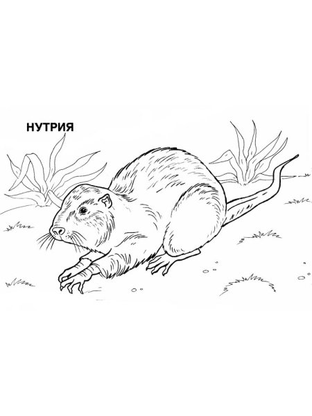 Красная книга раскраска