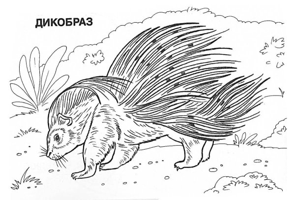 Животные красной книги раскраска