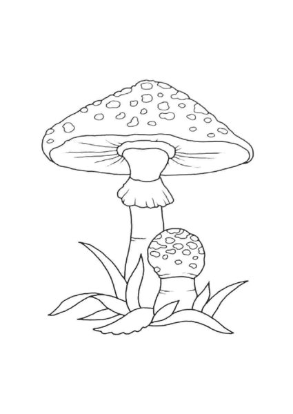 Несъедобные грибы раскраска