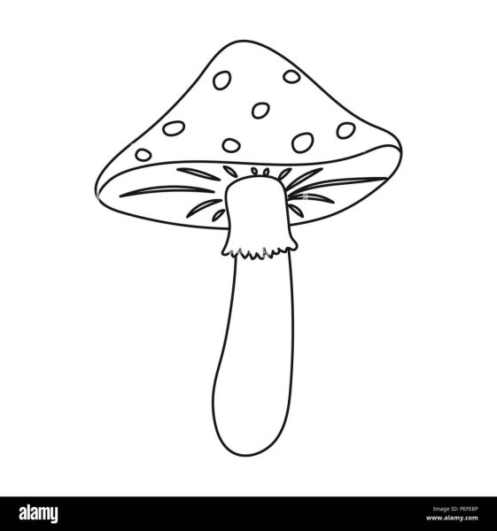 Мухомор черно белый