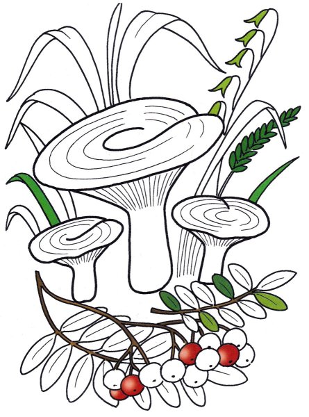 Грибы раскраска для детей