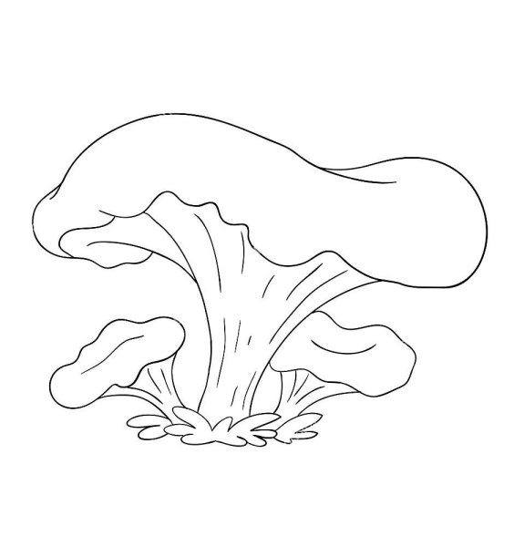 Лисички грибы разукрашка