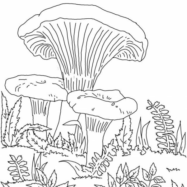 Гриб груздь раскраска