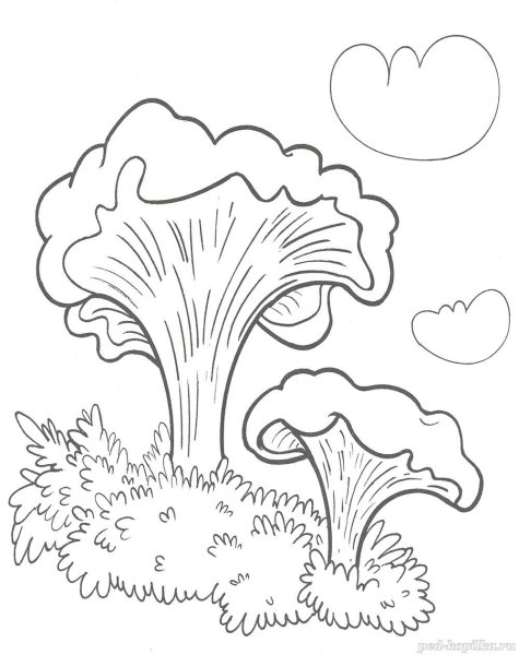 Гриб Лисичка раскраска