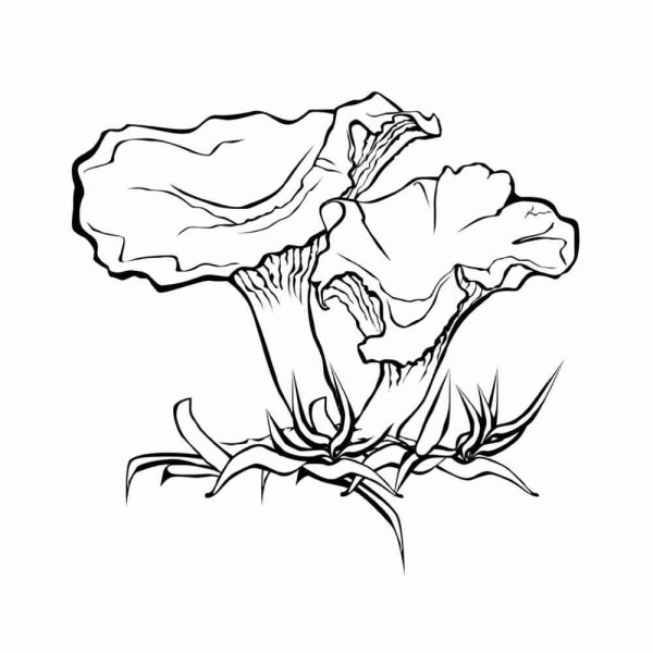 Лисички разукрашки грибы