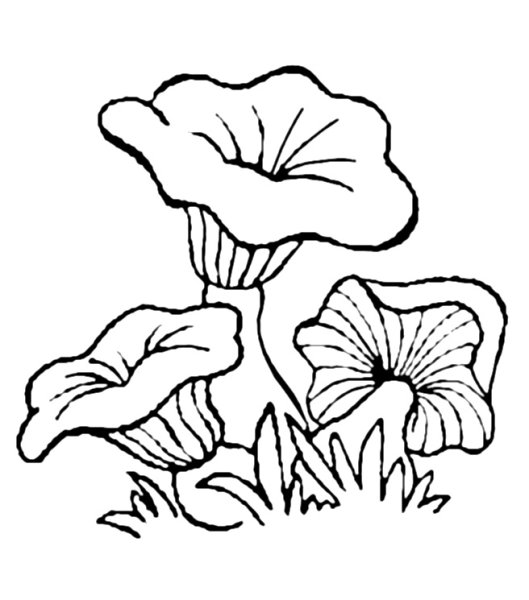 Лисички грибы Раскрашенные