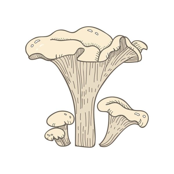 Лисичка гриб контур