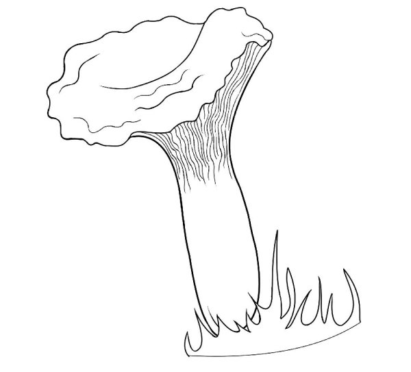 Раскраска гриб с листиком