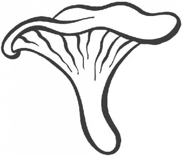 Как рисуется гриб Лисичка