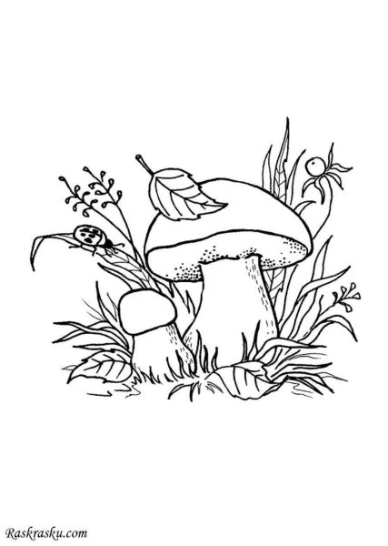 Грибы для раскрашивания детям Боровик