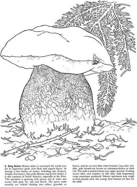 Сатанинский гриб для раскрашивания