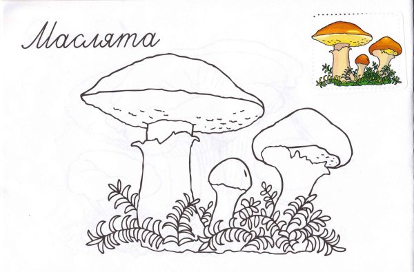 Грибы картинки для детей раскраски масленок