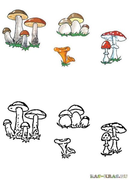 Задание съедобные и несъедобные грибы