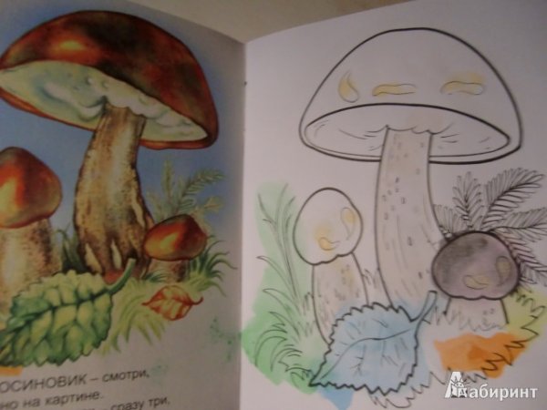 Иллюстрация хитрые грибы