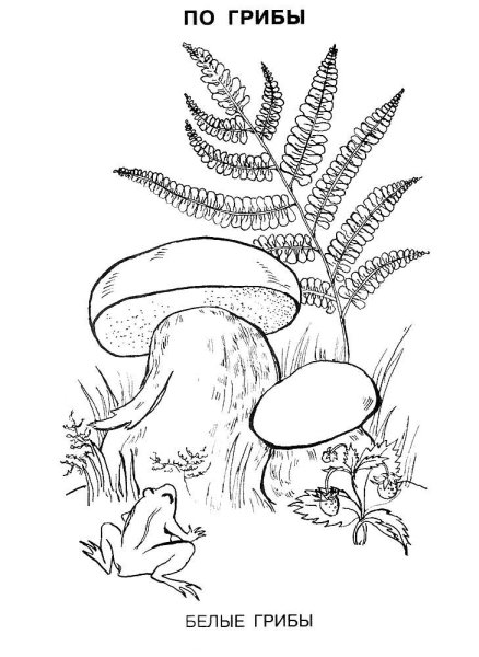Белый гриб раскраска