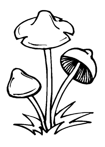 Раскраска бледная поганка гриб