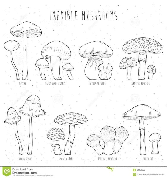 Раскраскасьедобный и несьедобные грибы